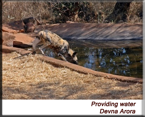 Devna Arora - Water for wild animals